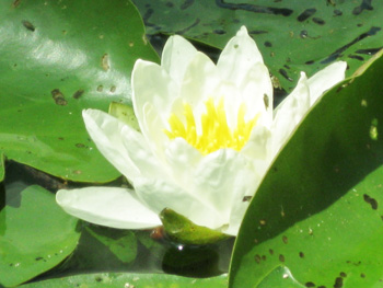 lotus